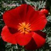 بذر گل شقایق کالیفرنیایی قرمز
