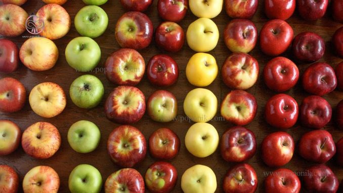 انواع سیب
