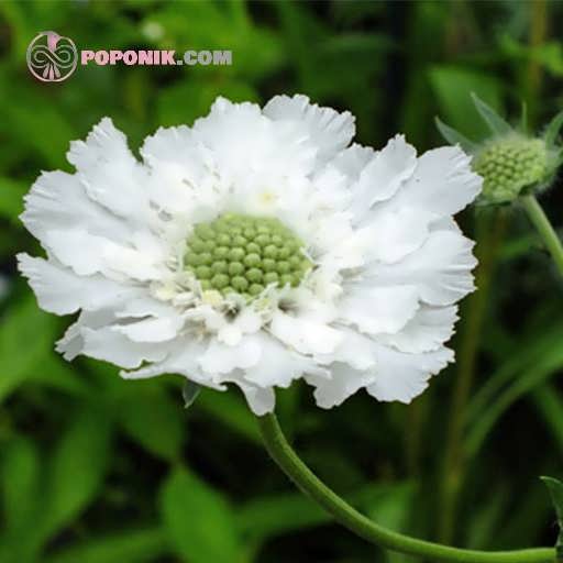 گل درخشنده سفید (اسکابیوزا)