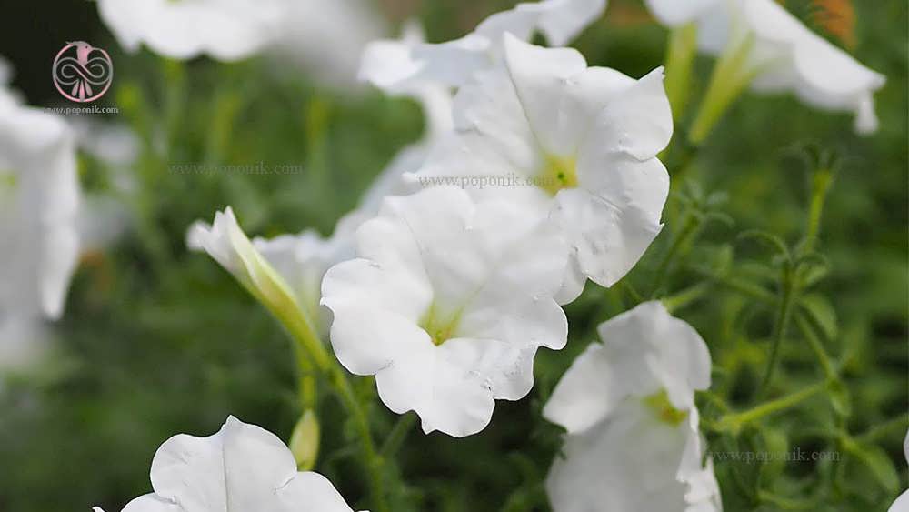 گل اطلسی سفید