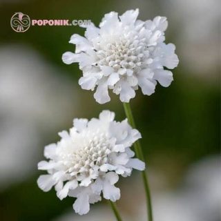 بذر درخشنده سفید (اسکابیوزا)