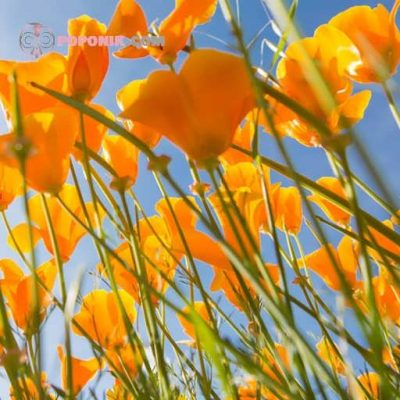 گل شقایق کالیفرنیایی زرد