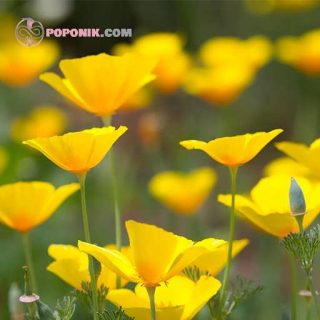 بذر شقایق کالیفرنیایی زرد