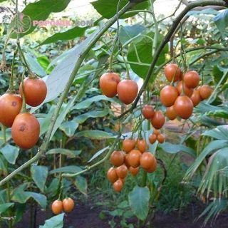 تاماریلو نارنجی روی درخت