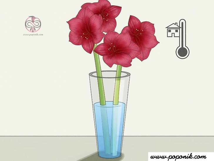گل های تازه بریده شده را در گلدان پر از آب در دمای اتاق قرار دهید