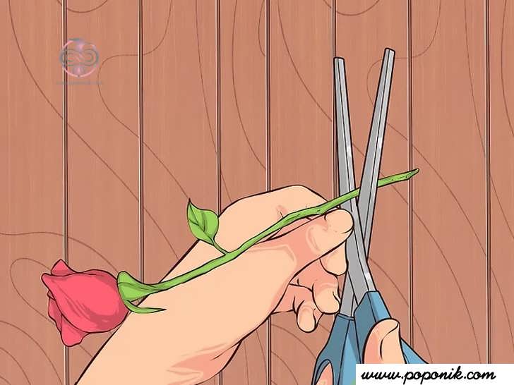 گلها را کوتاه کنید