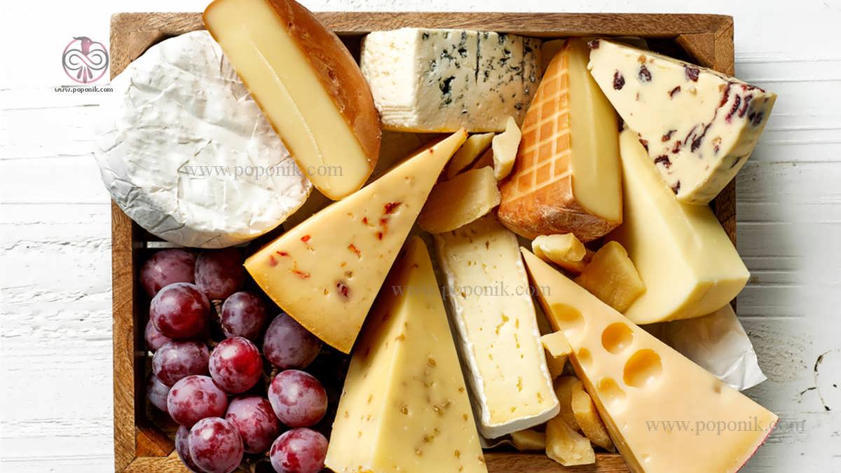 انواع مختلف پنیر
