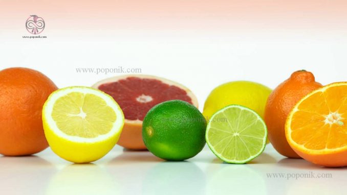 انواع لیمو