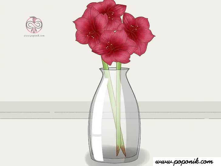 برای نمایش ساقه پر طراوت و سبز از یک گلدان شفاف استفاده کنید