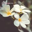 گل پلومریا سفید