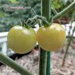 گوجه چری سفید در باغ