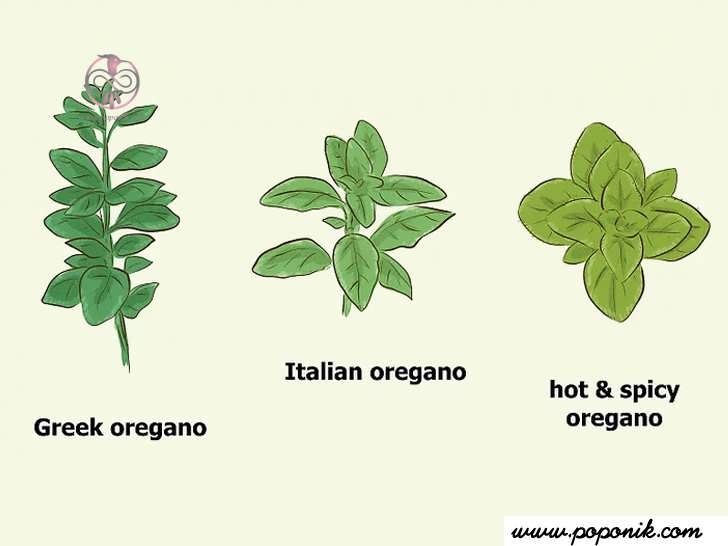 انواع گیاه