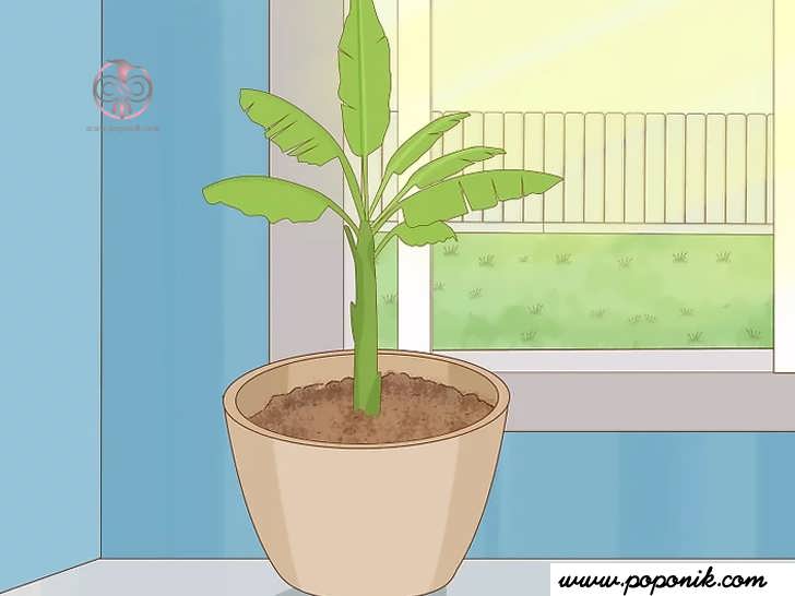 رشد گیاه موز در فضای بسته را در نظر بگیرید