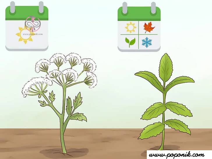 انتخاب گیاهان و جای کاشت