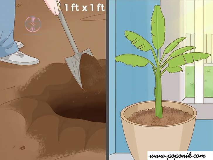 برای هر گیاه، سوراخی حفر کنید
