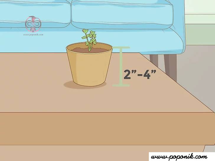 گیاه خود را در خانه پرورش دهید