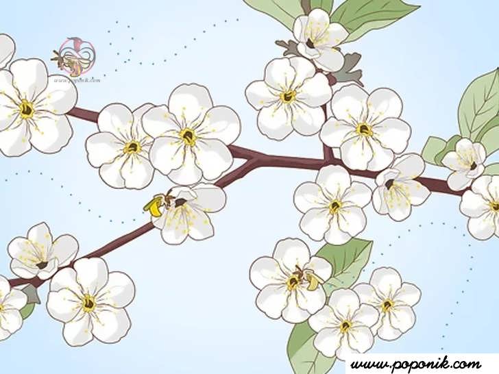 در بین شکوفه ها باید گرده افشانی انجام شود