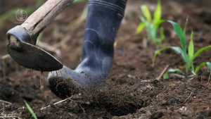 اصلاحیه های خاک و خاک باغ