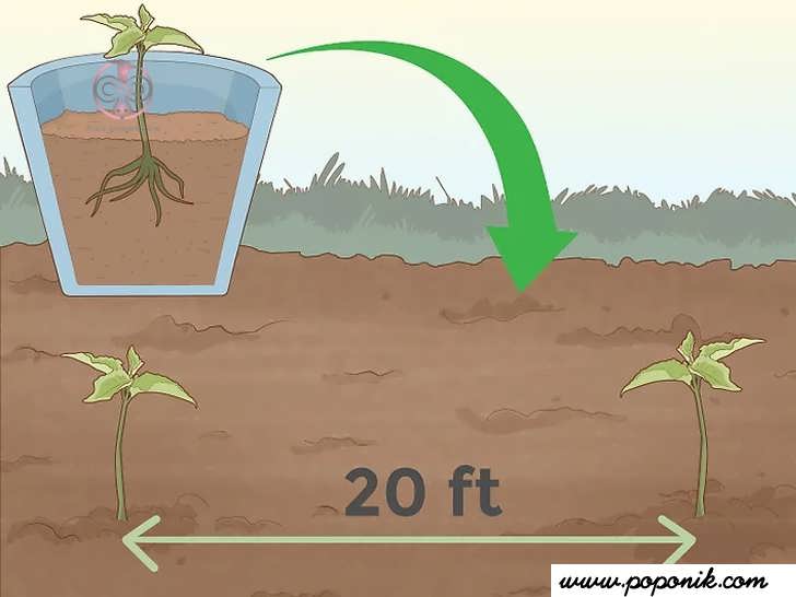 گیاه را به فضای بزرگتری منتقل کنید