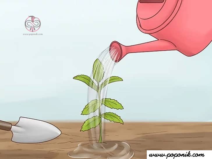گیاهان را بلافاصله پس از کاشت آبیاری کنید