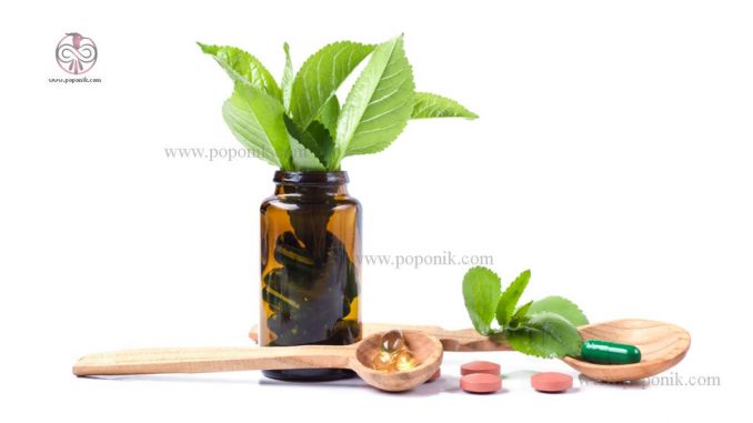 درمان آسم با گیاهان دارویی و طب سنتی
