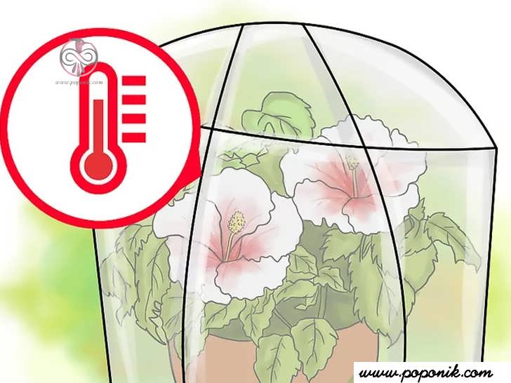 گیاهان هیبسکوس را در پارچه های مخصوص سرما بپوشانید