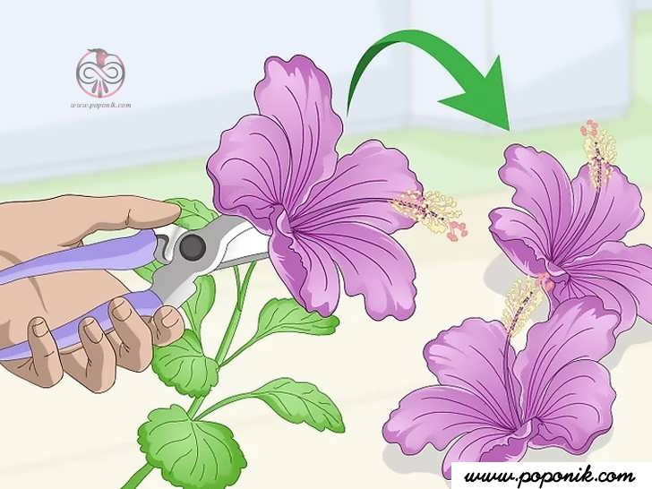 ساقه گل هیبیسکوس را ببرید
