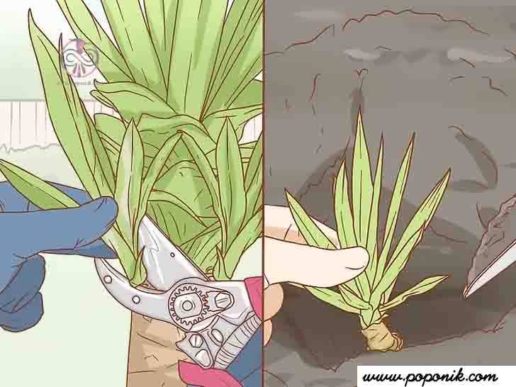 گیاه را تقسیم کنید