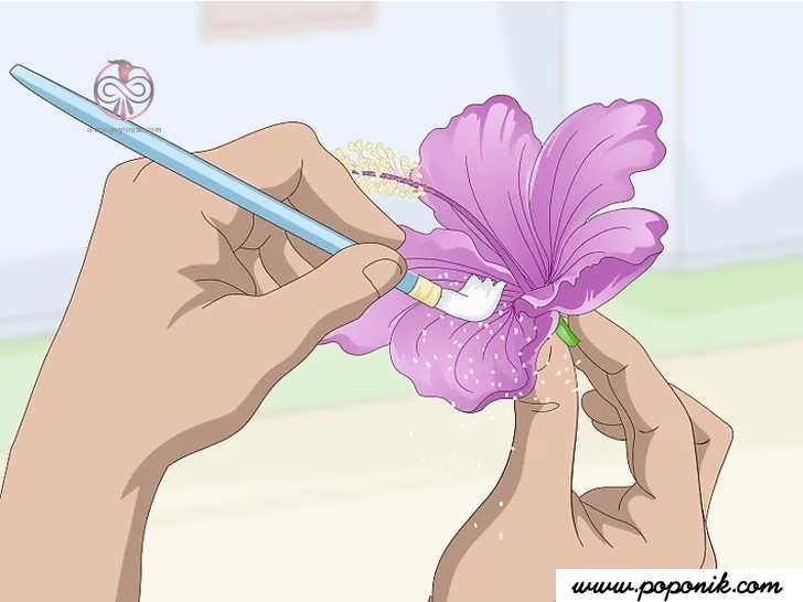 با یک برس نرم، ژل سیلیکای اضافی را از گل پاک کنید