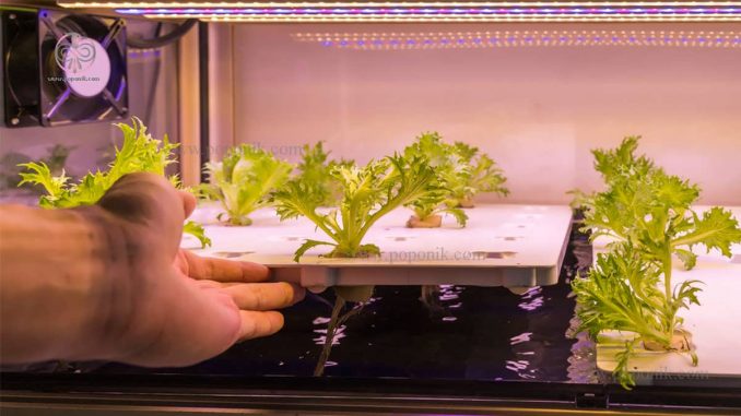 نحوه پرورش سبزیجات به کمک لامپ های رشد