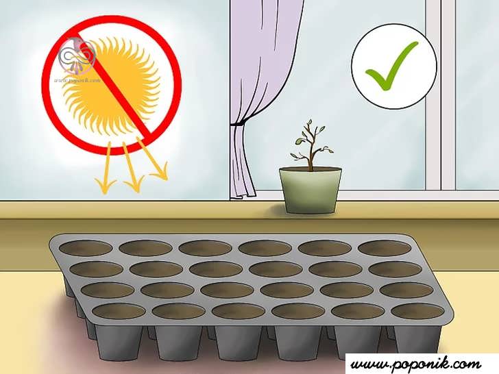 بذرها را در فضای گرم و با نور غیر مستقیم نگه دارید