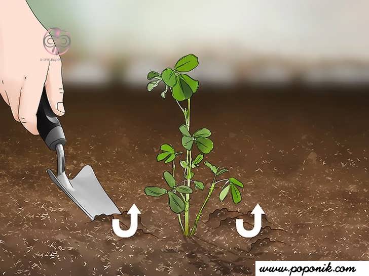 خاک اطراف گیاهان را با بیلچه باغبانی یا چنگال شل کنید