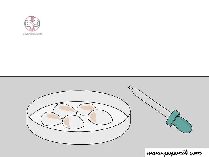 تخم قارچ خود را درست کنید