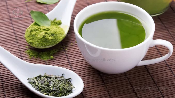 روش نوشیدن چای سبز ماچا