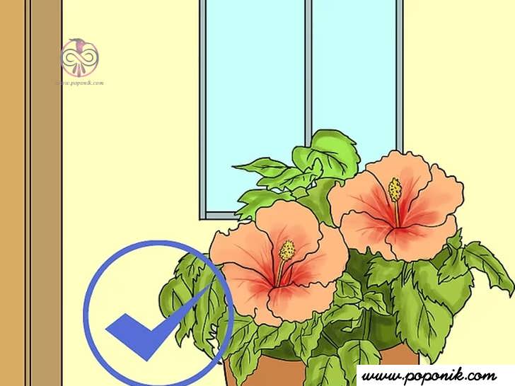 گیاهان داخل گلدان را به نزدیک خانه منتقل کنید