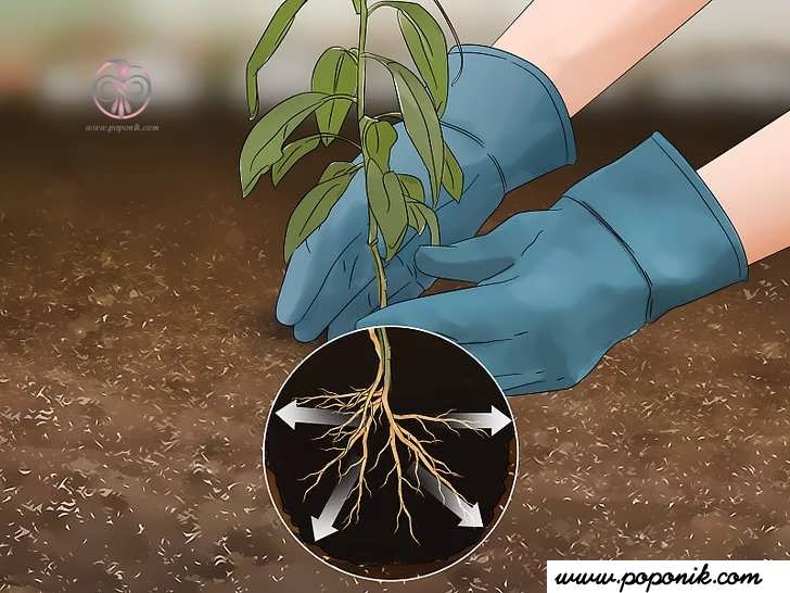 هنگام قرار دادن درخت بادام در زمین، ریشه ها را از هم باز کنید