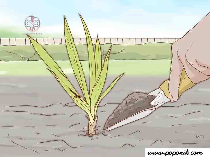 گیاه یوکا را پس از رشد ریشه به باغ خود منتقل کنید