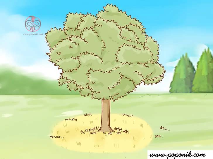 چمن مُرده پایین درخت به عنوان علامت رشد درخت ترافل است