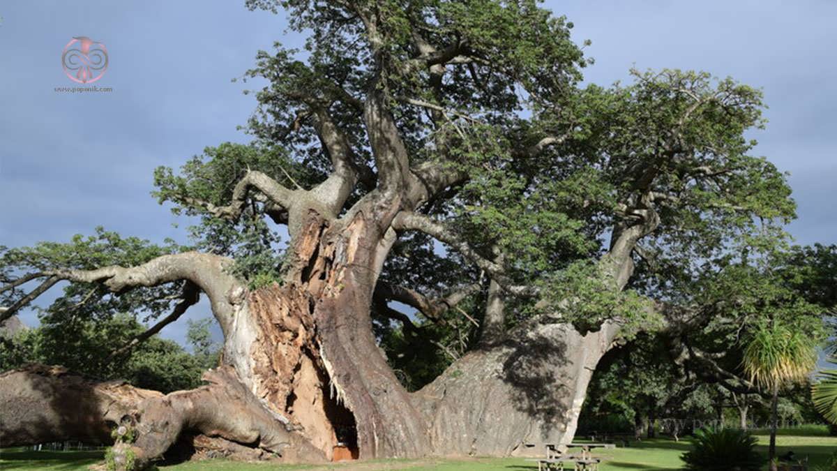 راهنمای گونه های درختان در آفرقا