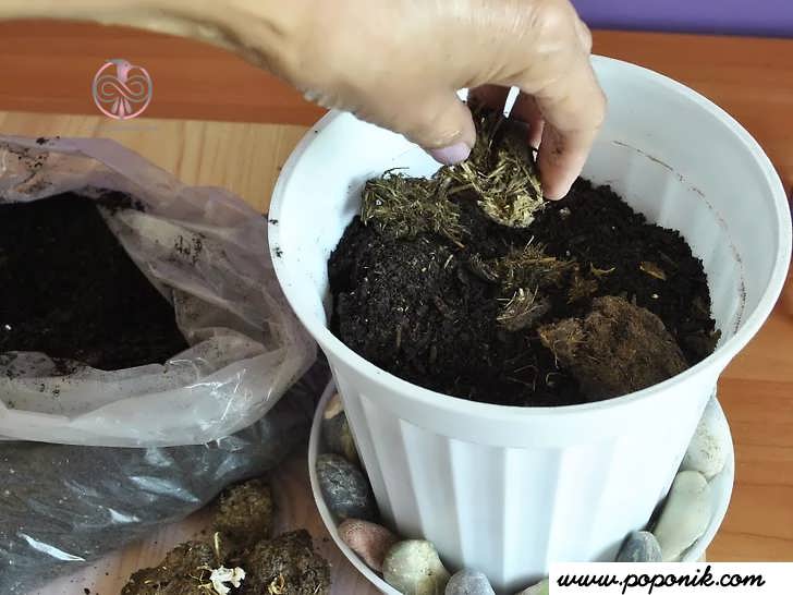 خاک مناسب برای گیاه تهیه کنید