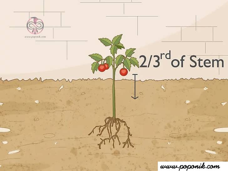 گیاه را دفن کنید تا حدود دو سوم ساقه آن پوشیده شود