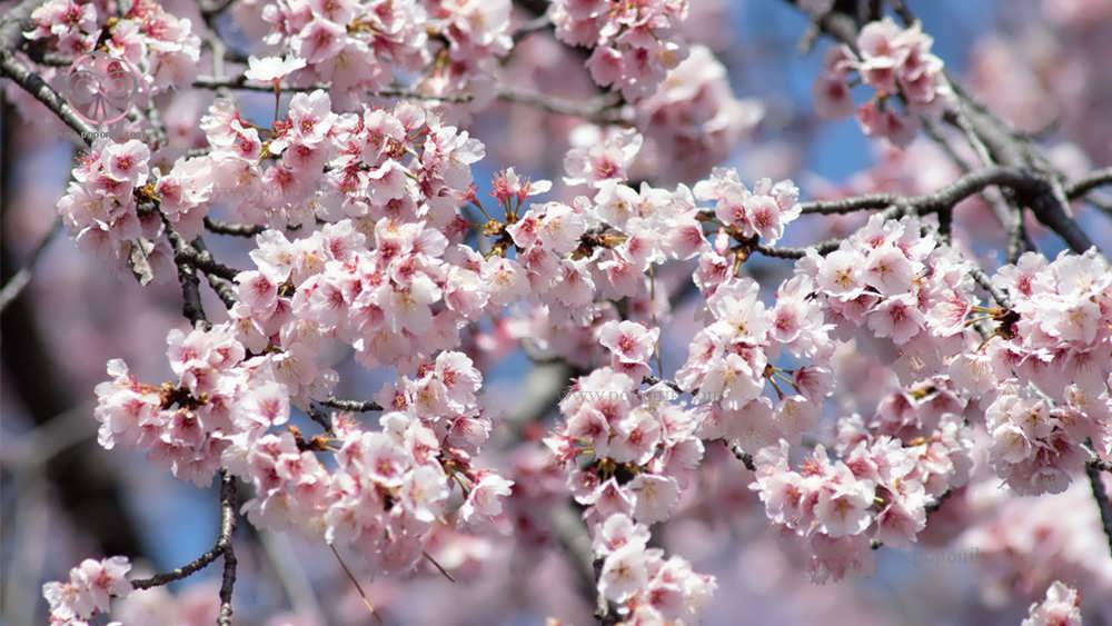  شکوفه گیلاس