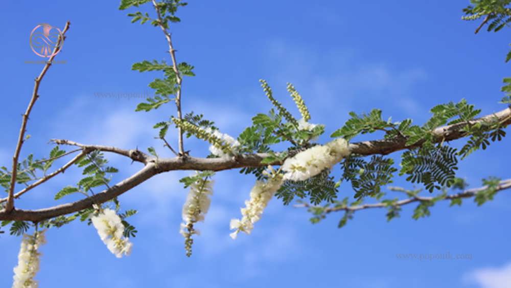 گل درخت صمغ عربی
