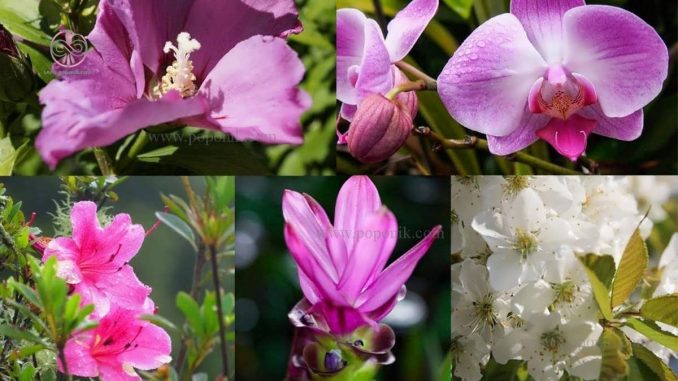 معرفی گل های آسیایی
