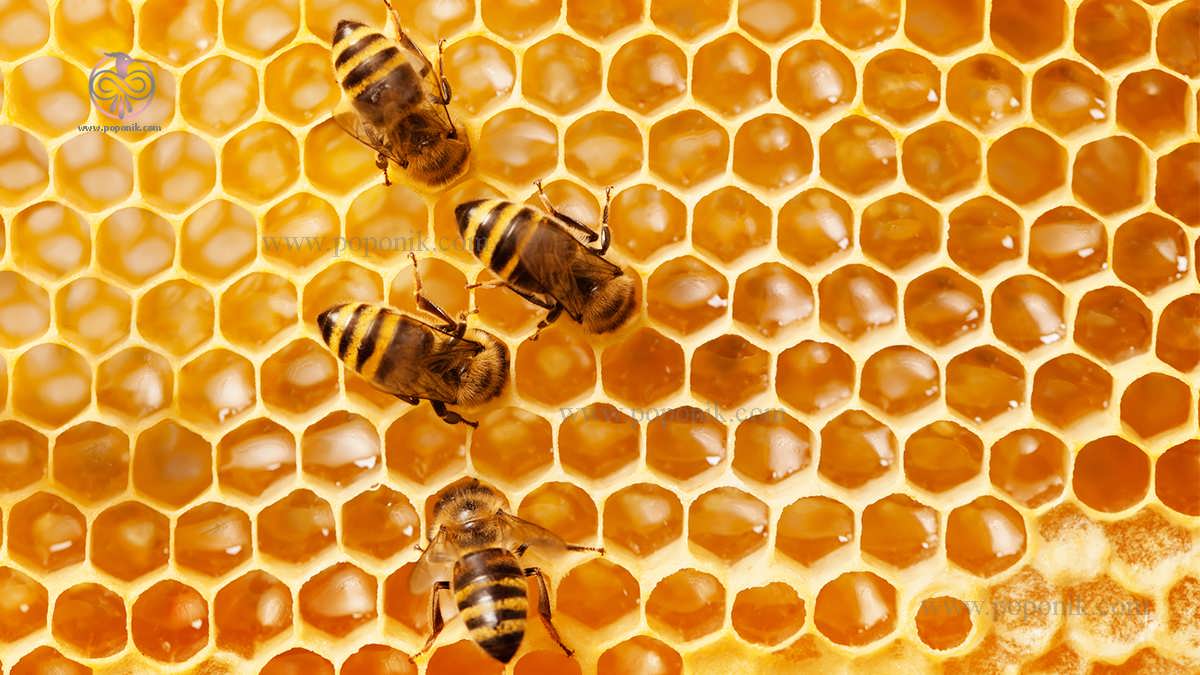 چگونه به نگه داری زنبور عسل کمک کنیم