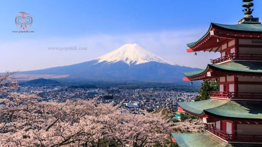 درختان شکوفه گیلاس در ژاپن
