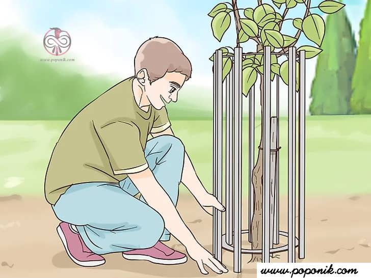 یک محافظ در اطراف پایه درخت نصب کنید