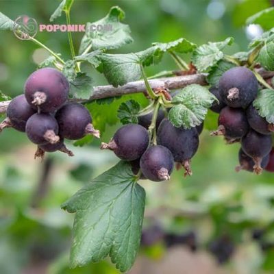 ژوستا بری روی درخت ژوستا بری روی درخت