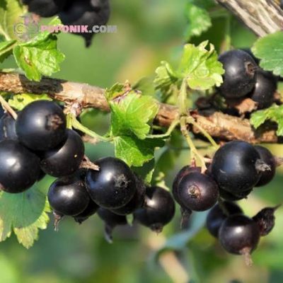 ژوستا بری ارگانیک ژوستا بری ارگانیک