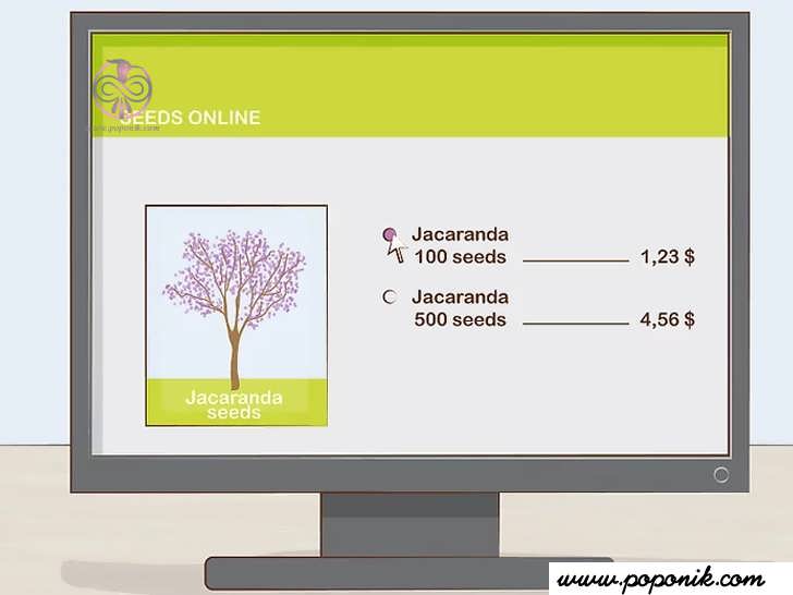 نهال یا بذر جاکاراندا را بصورت آنلاین سفارش دهید